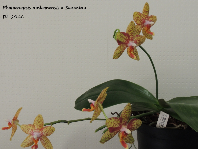 Phalaenopsis Veronique Bert (amboinensis x Sonnentau) Phal amboinensis-sonentau 2016-4
